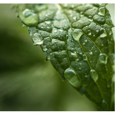 Парфюмна лукс композиция Super Mint за козметика и свещи 10 ml