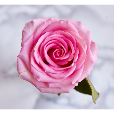 Rose Absolute Base за парфюми и козметика 10 ml