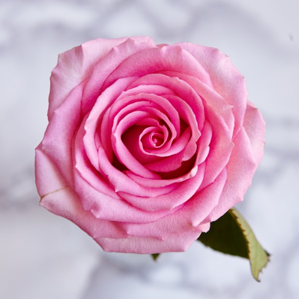 Rose Absolute Base за парфюми и козметика 10 ml
