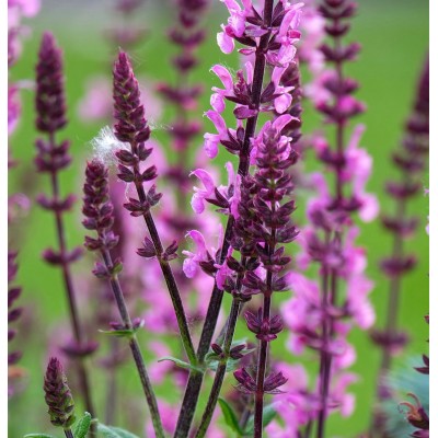 Екомама натурална вода от Салвия 100 ml