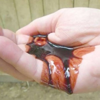 Смола от драконова кръв в карите и арганово масло 10g