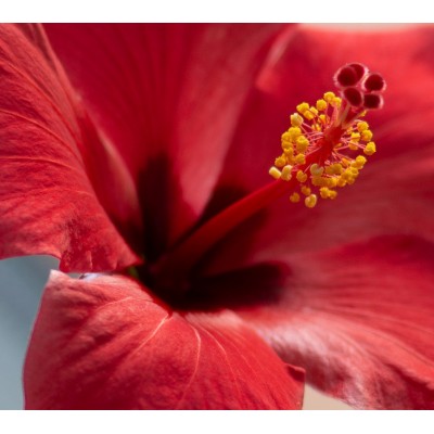 Парфюмна лукс композиция SPRING за козметика и свещи 10 мл.