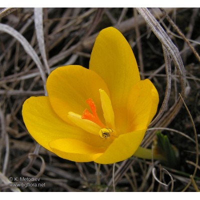 Парфюмна лукс композиция Sensual Bloom за козметика и свещи 10 мл.
