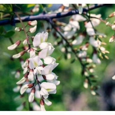 Екомама натурална вода от акация 100 ml