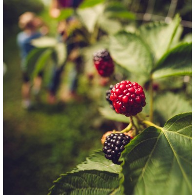 Къпиново масло, студено пресовано 20 ml