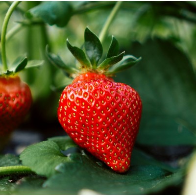 Парфюмна лукс композиция Strawberry Dream за козметика и свещи 10 мл.